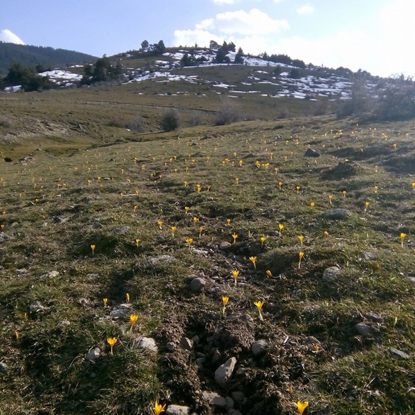 4 Çiğdemler erken açtı (2)