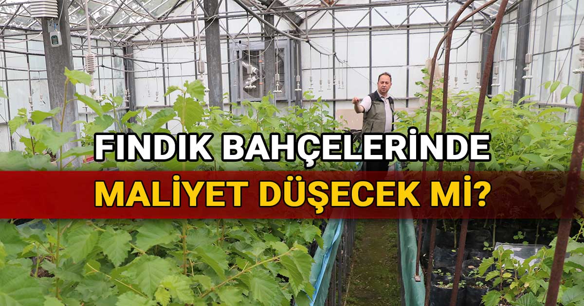 Findik-bahcelerinde-maliyet-dusecek-mi-1