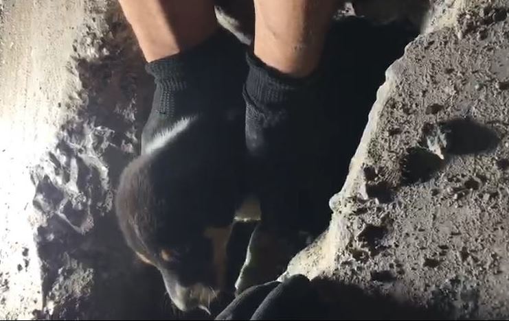 Bolu'da kanalizasyon borusunda mahsur kalan köpek yavrusu kurtarıldı