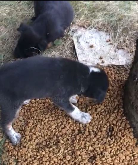 Bolu'da kanalizasyon borusunda mahsur kalan köpek yavrusu kurtarıldı