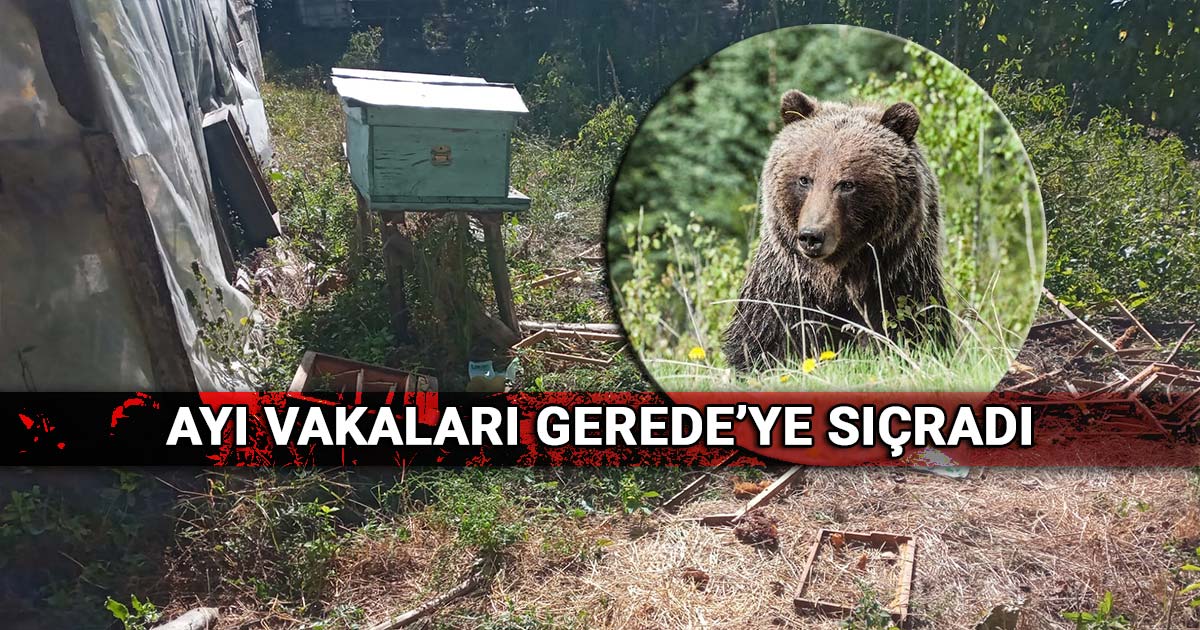 Ayi vakalari Gerede ye sicradi Hacilar koyu