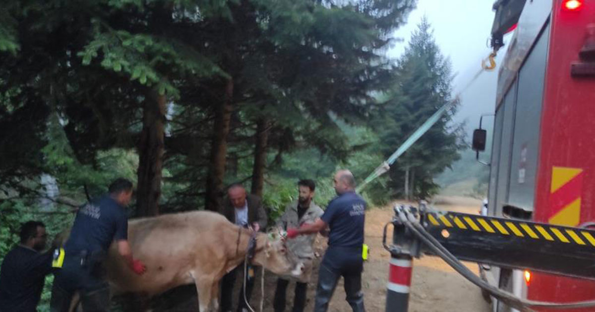 Bolu da dere yatagina giren inegi itfaiye kurtardi 2