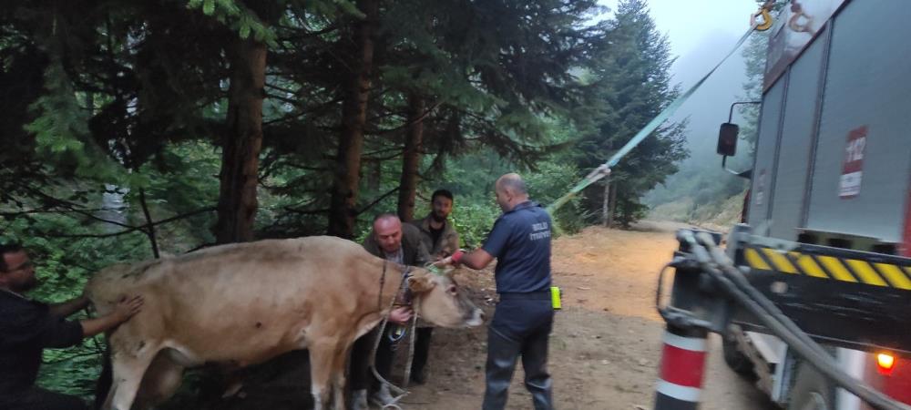 Bolu'da dere yatağına giren ineği itfaiye kurtardı