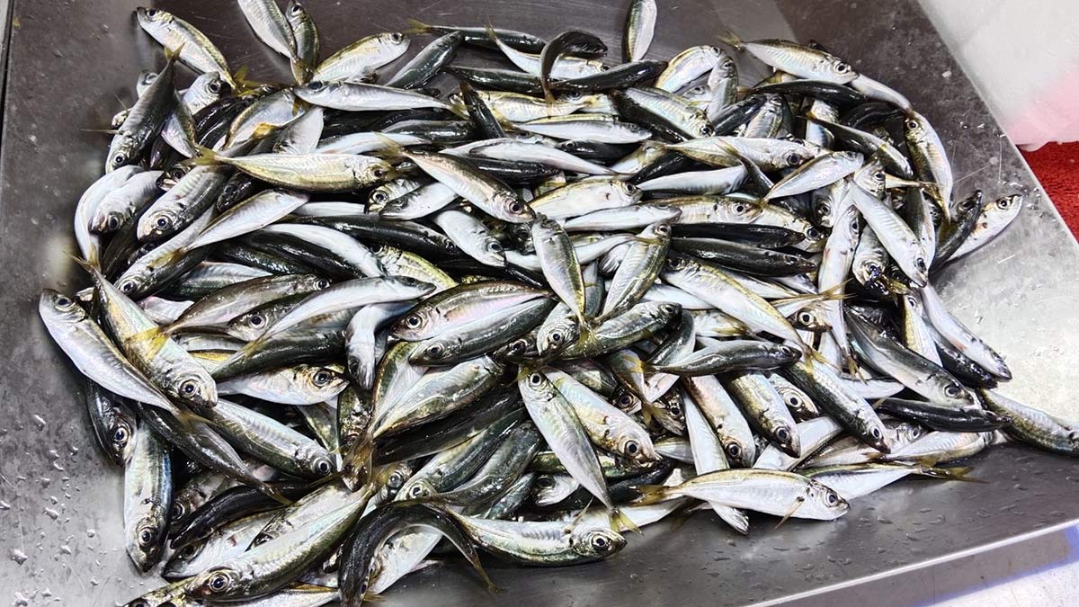 Gerede'de balık fiyatları: Karadeniz hamsiden çipuraya en güncel fiyatlar