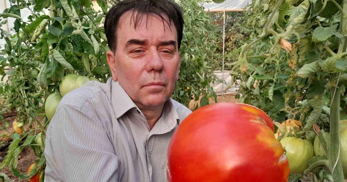bilecikte dev domates gorenler saskina donuyor jOfNNyBk.jpg