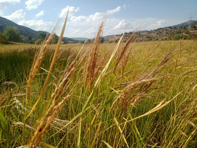 Bolu Celtikdere Pirinci 3