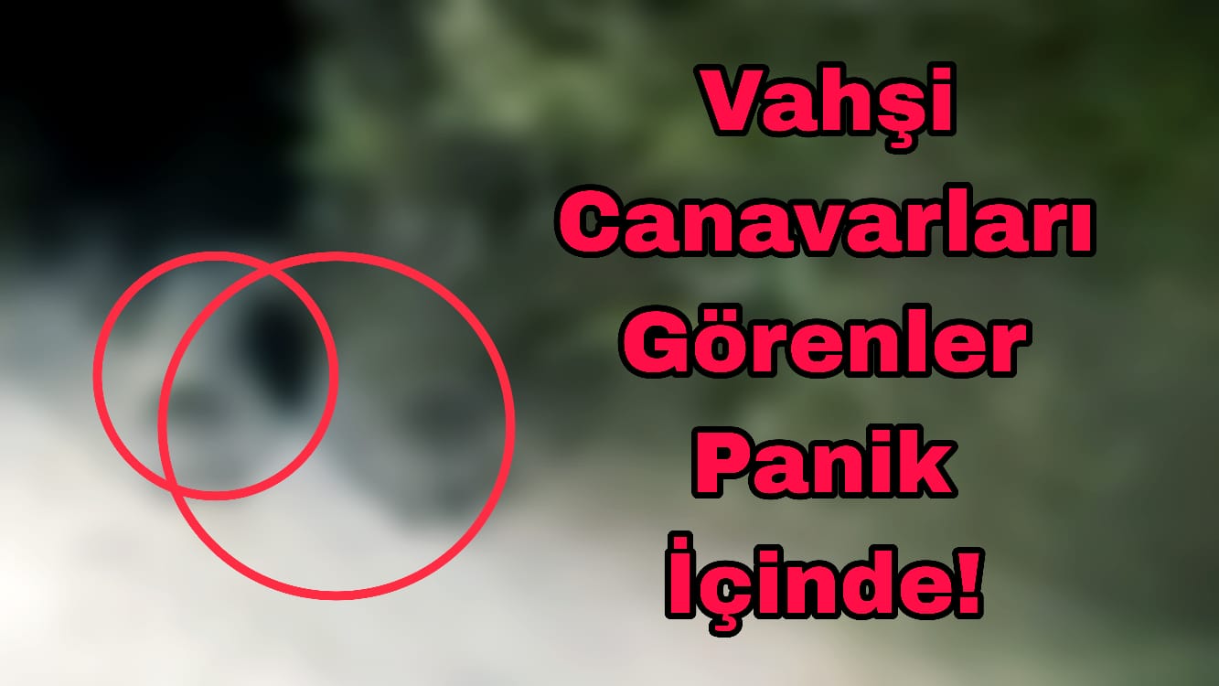 Vahşi Orman Panik Ayı Tehdit