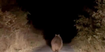 cankirida ayi otomobilin onune cikti JQfnLxrU.jpg