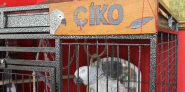 eskisehirde cok ozel papagana cok ozel bakim 5SPBsus7.jpg