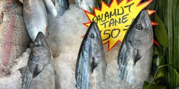 karadenizde azalan palamut duzcede tezgahlarda iste fiyatlari QdK8jrnR.jpg