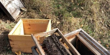 kastamonuda ariliga dalan ayi 10 kovani parcalayip binlerce ariyi oldurdu 5p8jxYSD.jpg