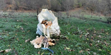 orada cuval cuval kanlica mantari topladilar XbiSWtvI.jpg