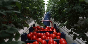 sakaryada 5 ayda yuzlerce ton domatesle rekor uretim jubLhdCX.jpg