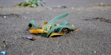 sakaryada kuvvetli ruzgar zambaklari vurdu Pj7hV5Fy.jpg