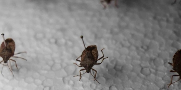 tarimda buyuk tehlike 2 santimlik boyu var turlu turlu huyu var V58THhX7.jpg