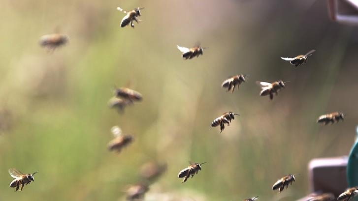 Arı Kovan Bal Yetiştiriciliği