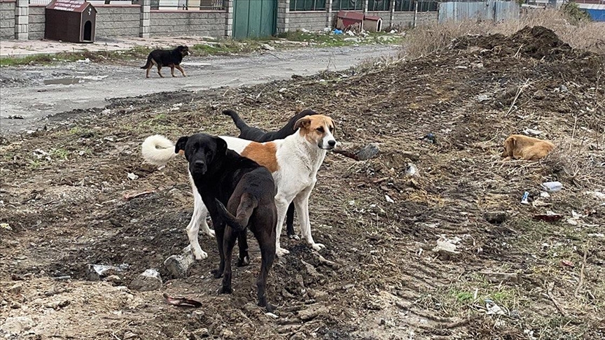 Başıboş Sokak Köpekleri