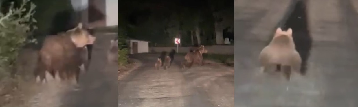 Bolu Ayı Olayı Vakası Vahşi Ayılar