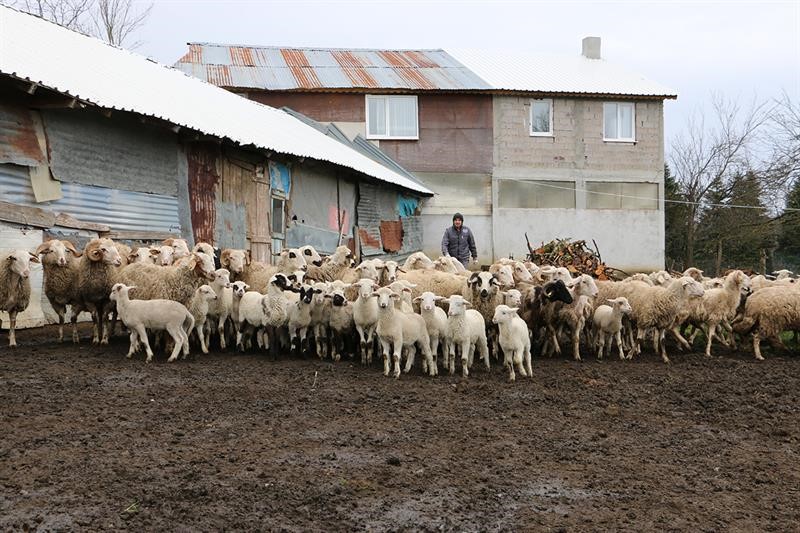 HAYVAN BAŞINA DESTEK ÖDEMESİ YÜZDE YÜZ ARTIRILDI