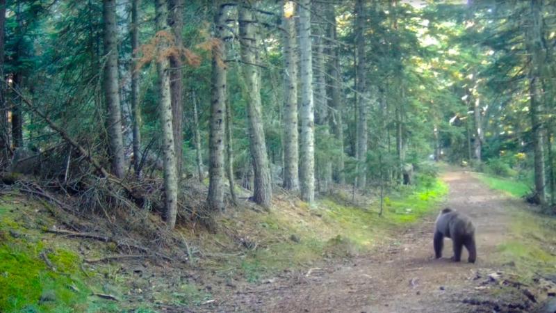 Bolu Ormanları Ayı Tehdidi