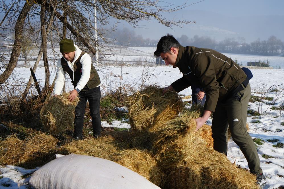 Bolu'da Yılkı Atlarına Yiyecek Bırakıldı 1