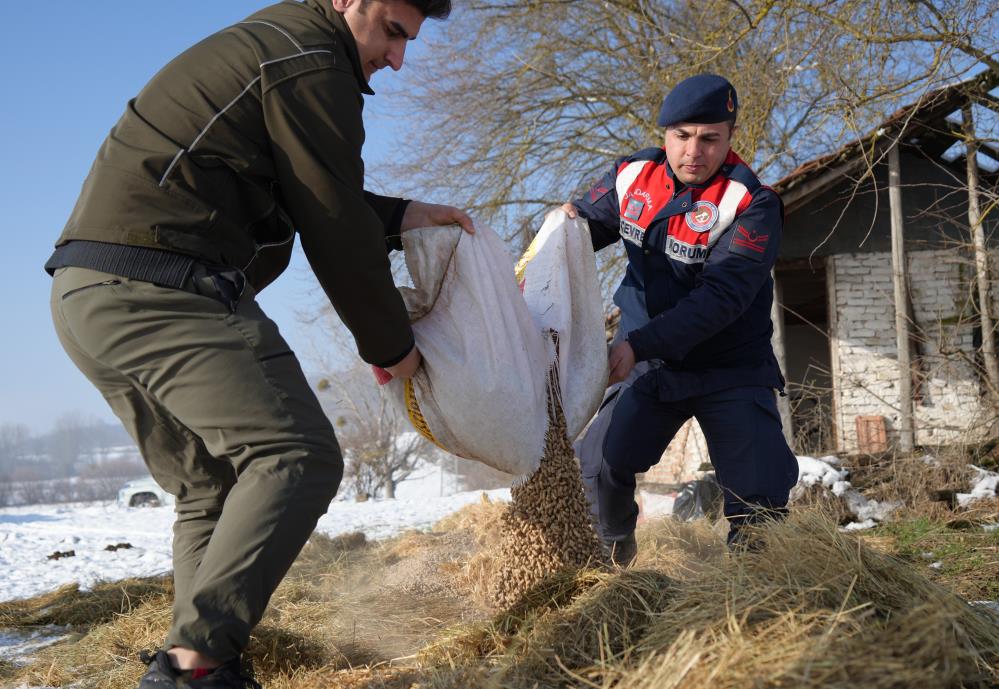 Boluda Yilki Atlarina Yiyecek Birakildi 2