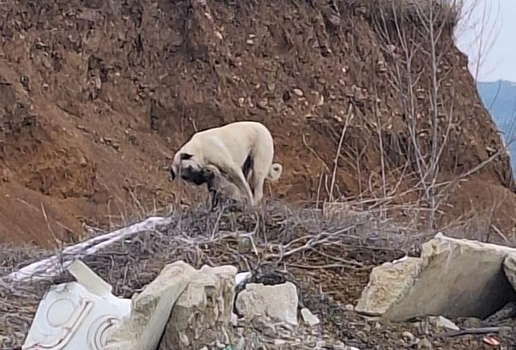 Gerede İtfaiyesi Köpek Operasyonu 2