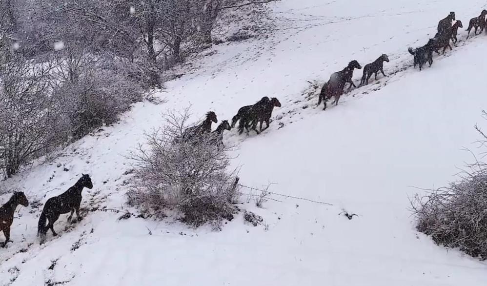 Yılkı Atları 1