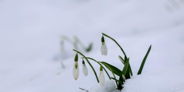 beyaza burunen cam daginin eteklerini kardelenler susledi iEH6XlYC.jpg
