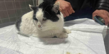 bilecikte kediye esdoskopi yaptilar midesinden neler cikti neler IcNJc71r.jpg