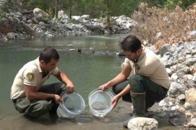 bir yilda milyonlarca balik salindi kEthVxEt.jpg