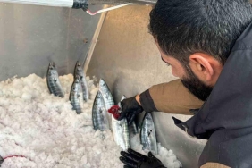 duzce tezgahlarinda palamut sevinci 5Y4Lp7YR.jpg