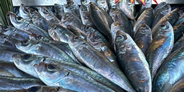 duzcede tezgahlarda firtina estiren balik fiyat performansiyla one cikiyor F1narAbF.jpg