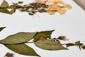 duzceden kirmizi alarm uyarisi carpici gercekleri ortaya koyan bir calisma VKMH8u74.jpg