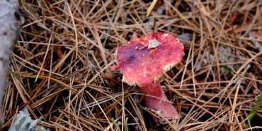 eskisehirda mantarlari cektiler CO2HGMsj.jpg