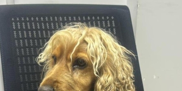 eskisehirde kopek hirsizligi ekipler harekete gecti KirZtpkE.jpg