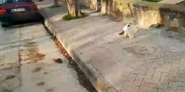 eskisehirde tom ve jerry gercek hayata tasindi AudpZ2Sl.jpg