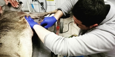 kastamonuda basibos kopekler bu sefer karacaya saldirdi UppPGlyv.jpg