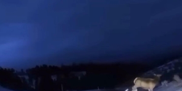 kastamonuda kurtlar geyik kovaladi Omvv8R4V.jpg