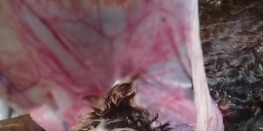 kastamonuda neler oluyor peleriniyle gorenler sasiriyor ZLtvlKAd.jpg