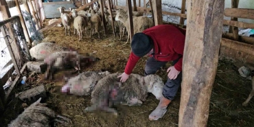 kastomunda kurt baskini onlarca koyun telef oldu QpOHcxrC.jpg