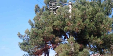 kocaeli dilovasinda budama vakti geldi OJpaYItu.jpg