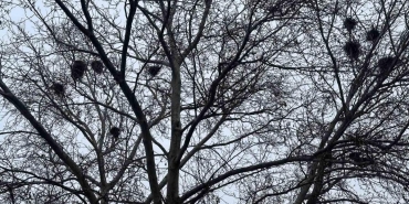 kus yuvalarina ev sahipligi yapan doga harikasi 2SrK1WFv.jpg