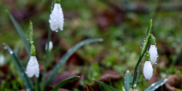 sakaryada yalanci bahar sonucu cicek acti O949FBpV.jpg