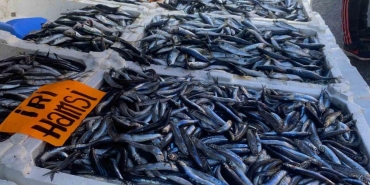 zonguldakta istavrit fiyatlari iste bu fiyata alici buluyor jKeIyaCk.jpg