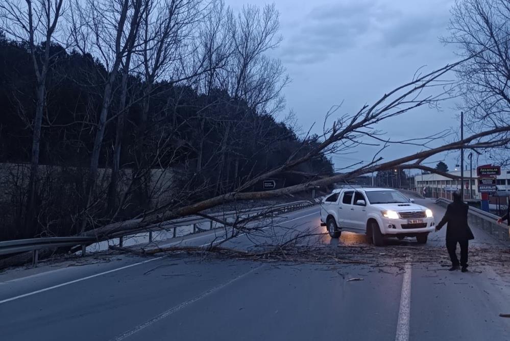 Bolu'da Yola Ağaç Devrildi