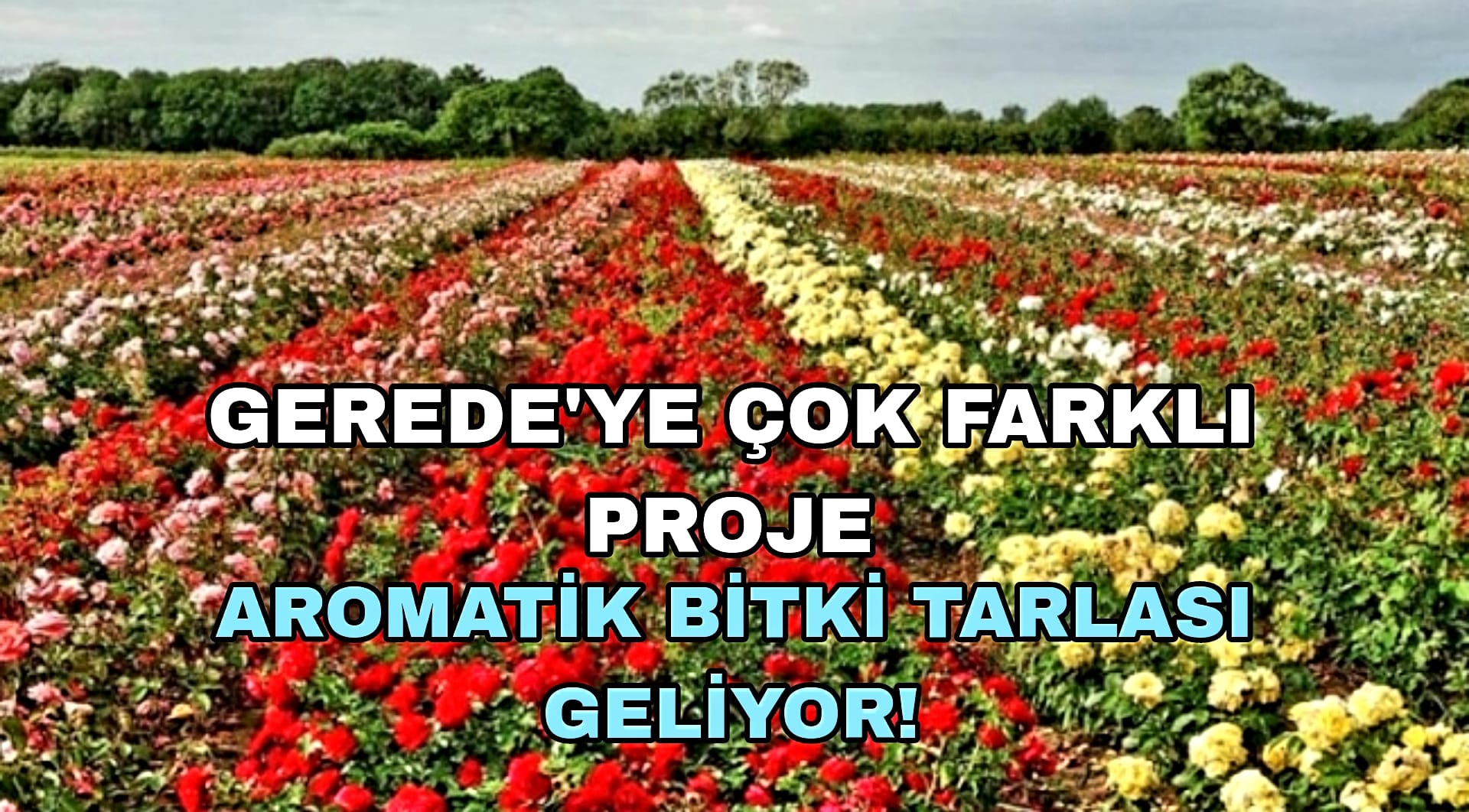 Gerede'ye Aromatik Bitki Ekilecek