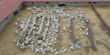 amasyada sut kuzulari anneleriyle iste boyle bulustu eEM9B42y.jpg