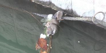 eskisehirde bulunan porsuk cayi fare istilasina ugradi PqpmQbdy.jpg