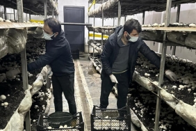 giresundaki bu tesis yilda 60 ton mantar uretiyor qfT6pPpr.jpg